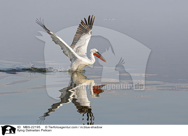 fliegender Krauskopfpelikan / flying Dalmatian Pelican / MBS-22195