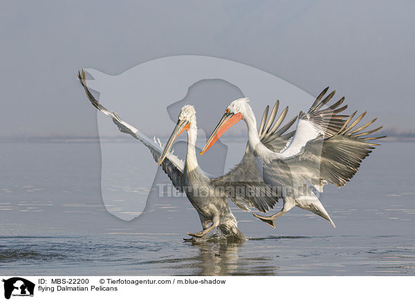 fliegende Krauskopfpelikane / flying Dalmatian Pelicans / MBS-22200
