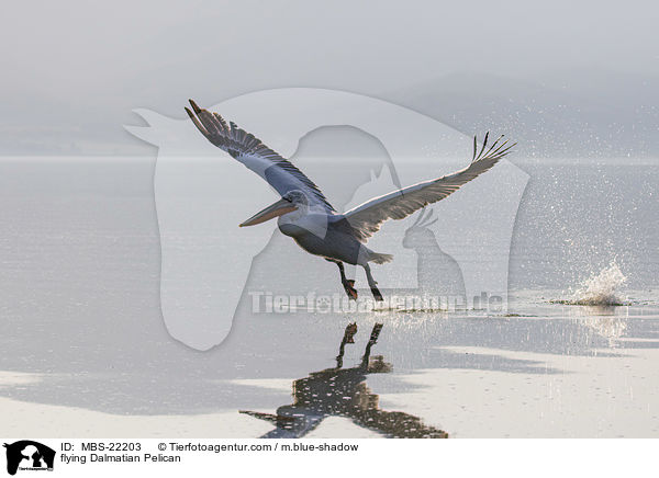 fliegender Krauskopfpelikan / flying Dalmatian Pelican / MBS-22203