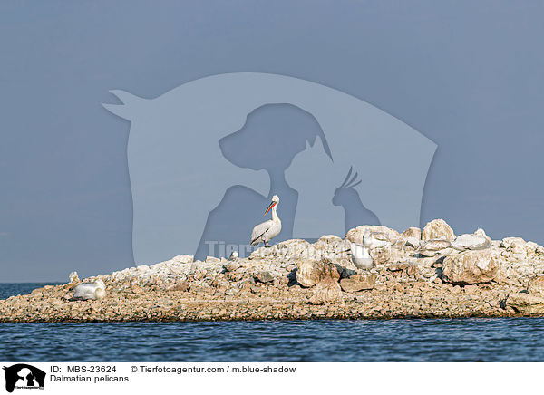 Krauskopfpelikane / Dalmatian pelicans / MBS-23624