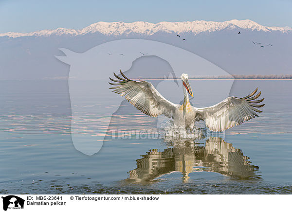 Krauskopfpelikan / Dalmatian pelican / MBS-23641