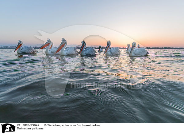 Krauskopfpelikane / Dalmatian pelicans / MBS-23649
