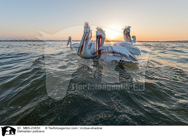 Krauskopfpelikane / Dalmatian pelicans / MBS-23650