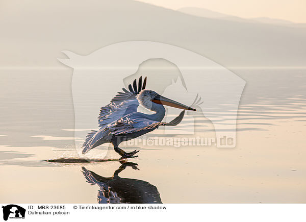 Krauskopfpelikan / Dalmatian pelican / MBS-23685