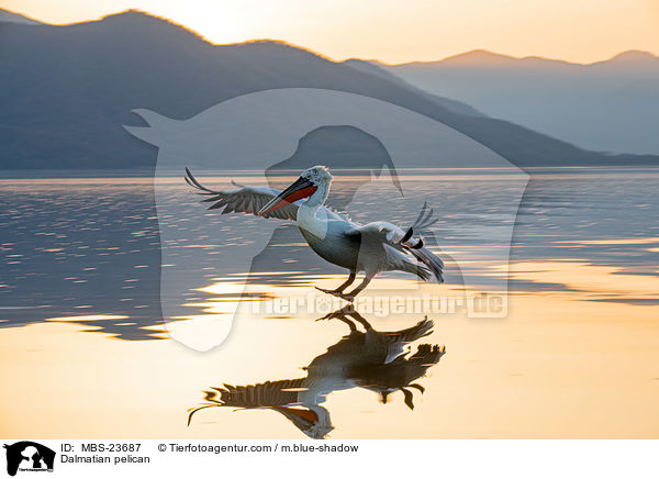 Krauskopfpelikan / Dalmatian pelican / MBS-23687