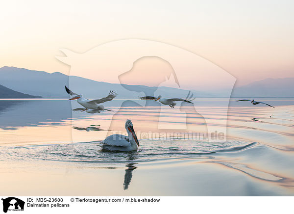 Krauskopfpelikane / Dalmatian pelicans / MBS-23688