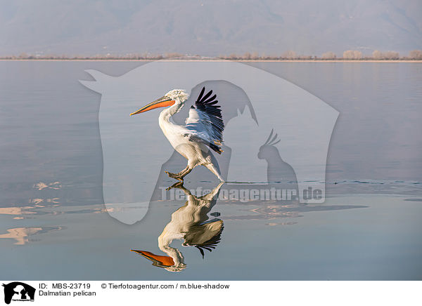Krauskopfpelikan / Dalmatian pelican / MBS-23719