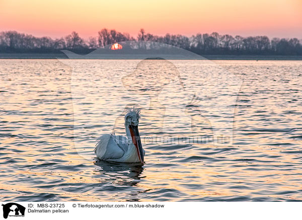 Krauskopfpelikan / Dalmatian pelican / MBS-23725