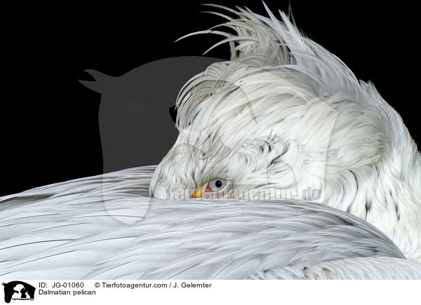 Krauskopfpelikan / Dalmatian pelican / JG-01060