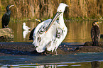 Dalmatian pelican