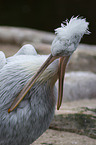 Dalmatian pelican