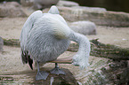Dalmatian pelican