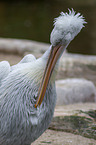 Dalmatian pelican