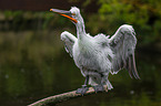 Dalmatian pelican