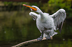 Dalmatian pelican