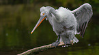 Dalmatian pelican