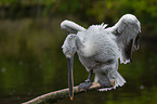 Dalmatian pelican
