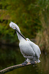 Dalmatian pelican