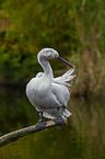 Dalmatian pelican