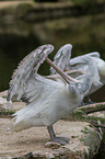 Dalmatian pelicans