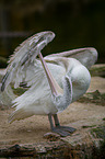 Dalmatian pelican