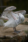 Dalmatian pelican