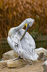 Dalmatian pelican