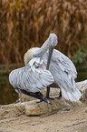 Dalmatian pelican