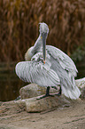 Dalmatian pelican