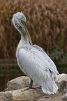 Dalmatian pelican