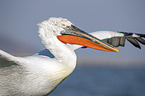 Dalmatian Pelican