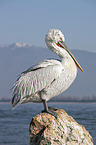 standing Dalmatian Pelican