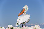 standing Dalmatian Pelican