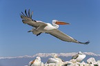 Dalmatian Pelicans
