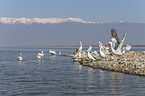 Dalmatian Pelicans