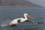 flying Dalmatian Pelican