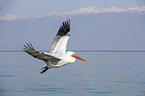 flying Dalmatian Pelican