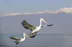 flying Dalmatian Pelicans