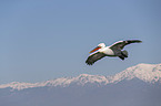 flying Dalmatian Pelican
