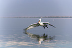 flying Dalmatian Pelican