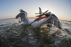 swimming Dalmatian Pelicans