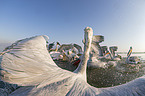 Dalmatian Pelicans