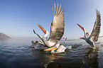 Dalmatian Pelicans