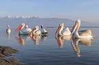 swimming Dalmatian Pelicans