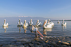 swimming Dalmatian Pelicans