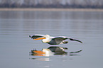 flying Dalmatian Pelican