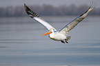 flying Dalmatian Pelican