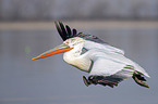 flying Dalmatian Pelican