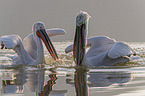 swimming Dalmatian Pelicans