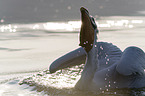 swimming Dalmatian Pelican